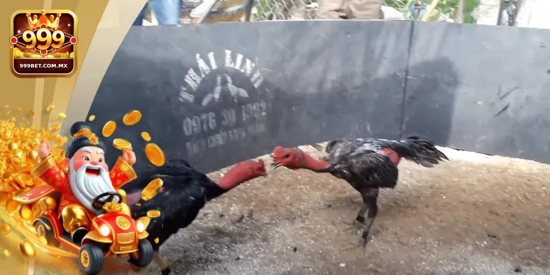 Đôi nét giới thiệu về trực tiếp gà chọi C1