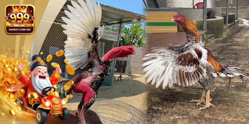 Những lợi ích người chơi nhận được khi tham gia cá độ trực tiếp gà chọi C1