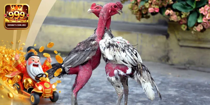 Những yếu tố cần chú ý để có trải nghiệm tham gia trực tiếp đá gà C1 hiệu quả